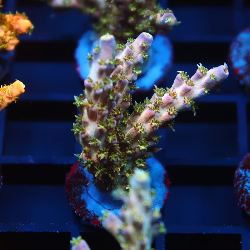 TCK Grafted Kaleidoscope