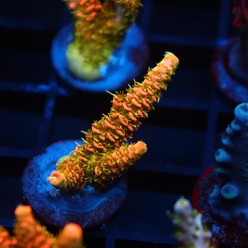 JF Solar Flare Milli