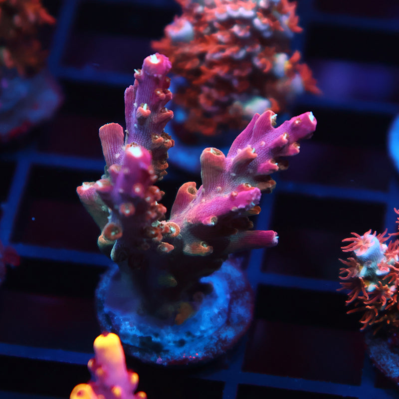 TCK Rainbow Fusion Stag