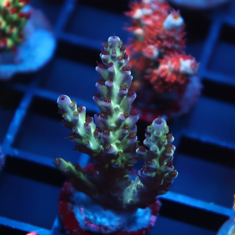 TCK Blueberry Nasuta