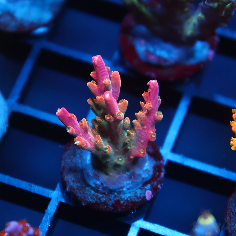TCK Rainbow Fusion Stag