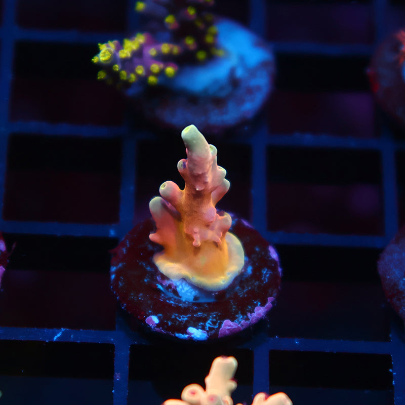 TCK Atomic Echinata