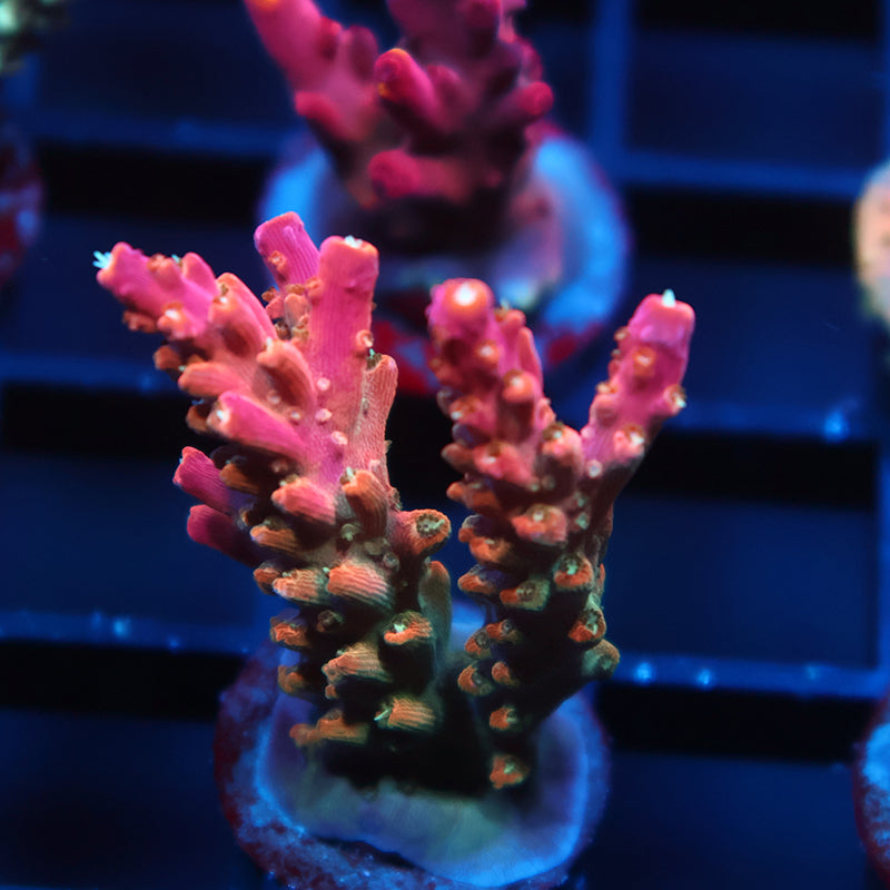 TCK Rainbow Fusion Stag