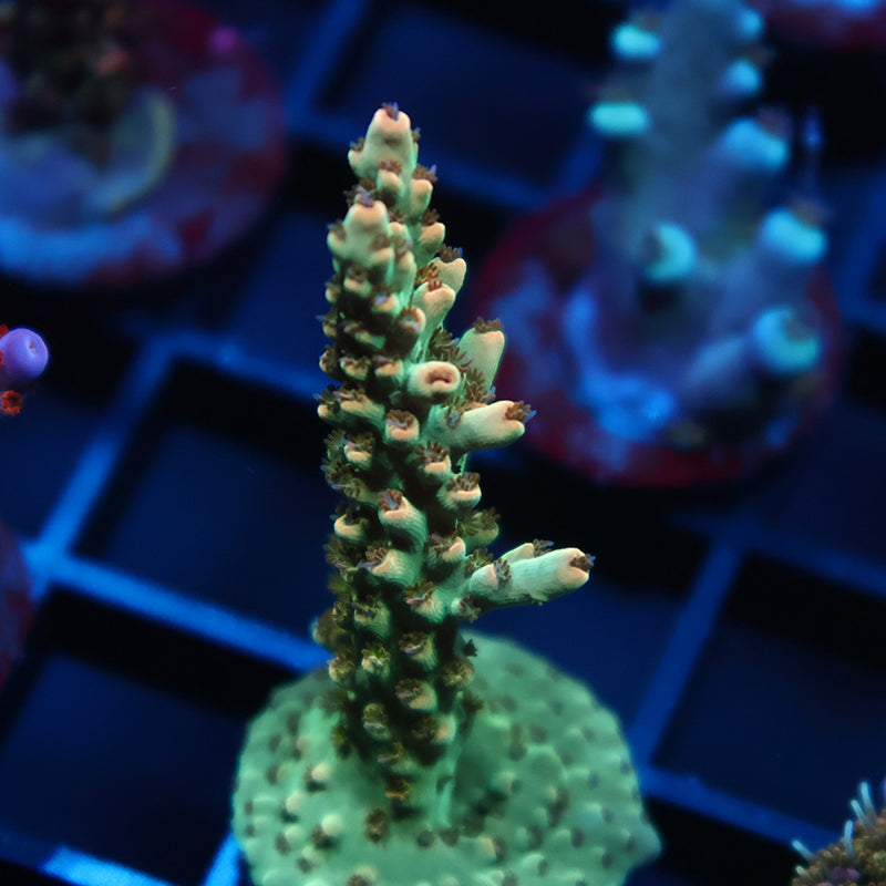 TCK Pink Polyp Shortcake