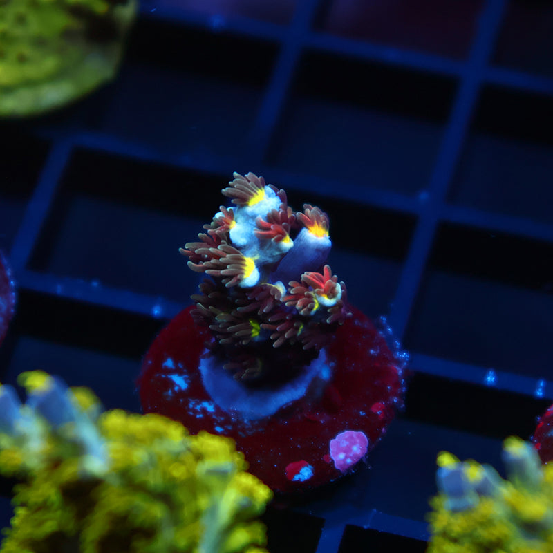 TCK Hyperdrive Speciosa