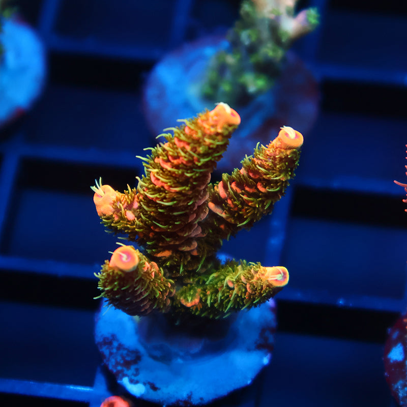 JF Solar Flare Milli