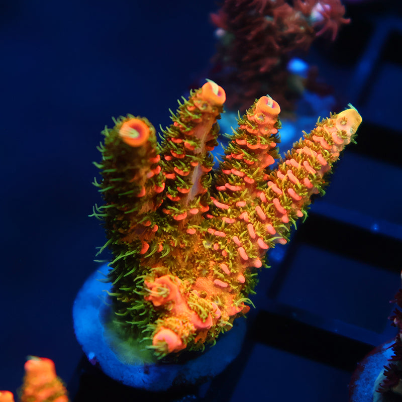 JF Solar Flare Milli