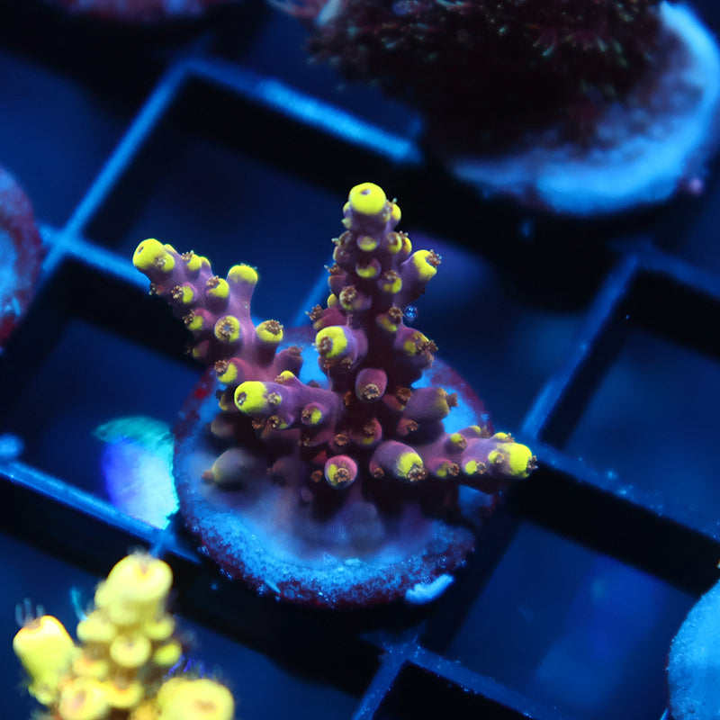 TCK New Dragon Acro