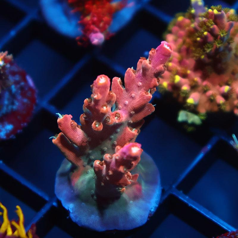 TCK Rainbow Fusion Stag