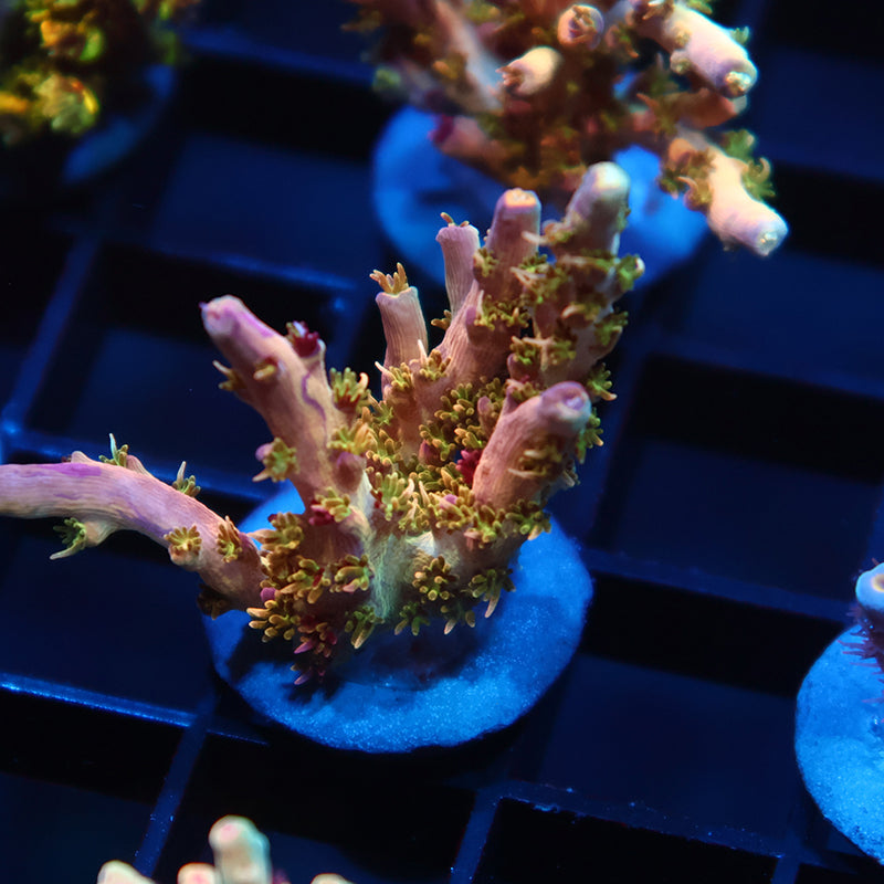 TCK Grafted Kaleidoscope