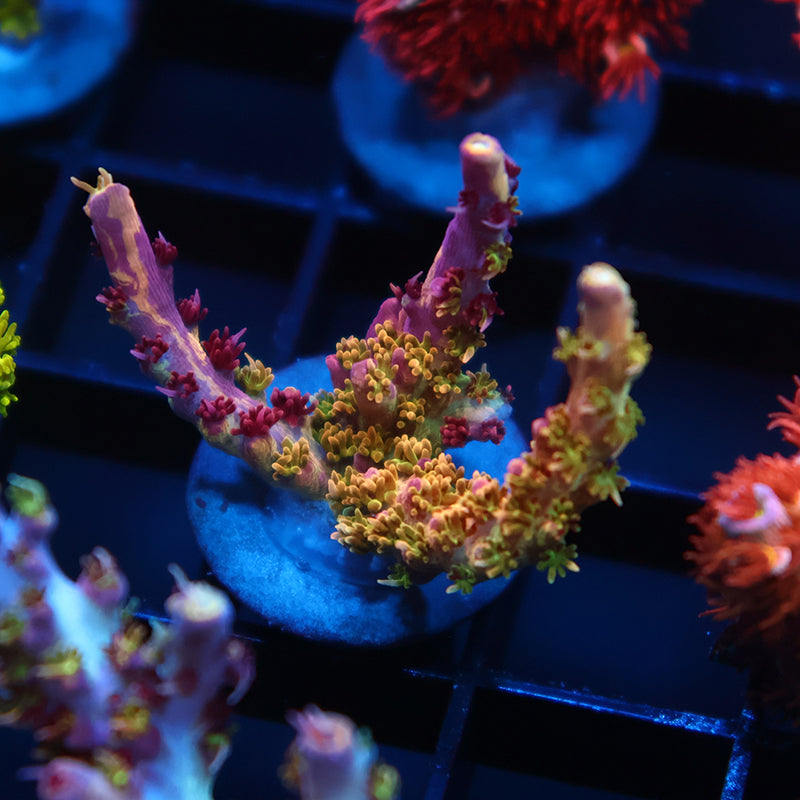 TCK Grafted Kaleidoscope