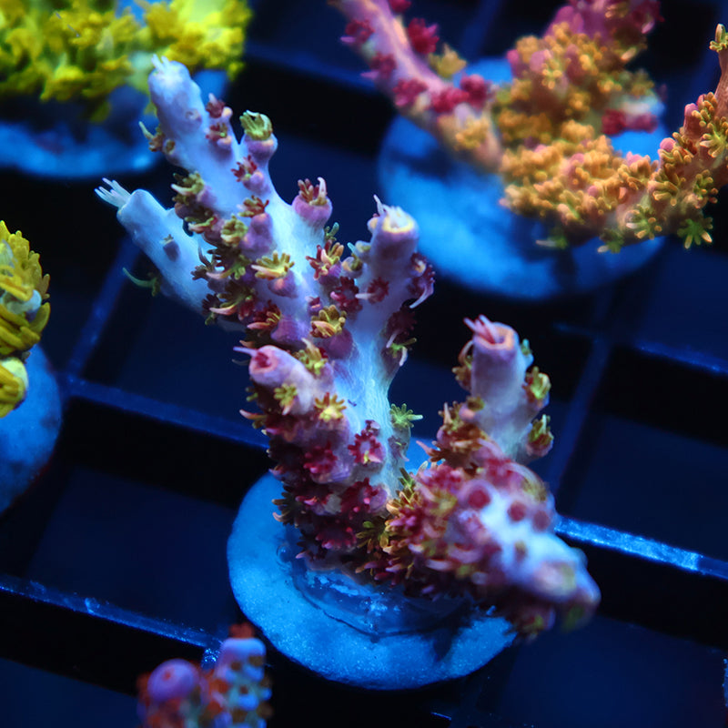 TCK Grafted Kaleidoscope