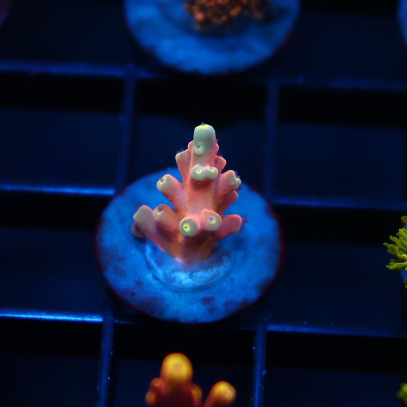 TCK Atomic Echinata