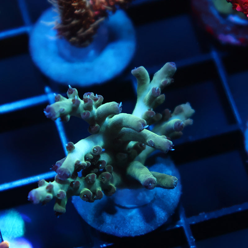 TCK Purple Tip Singapore Acro