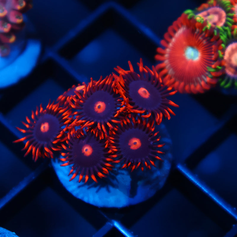 My Clementines