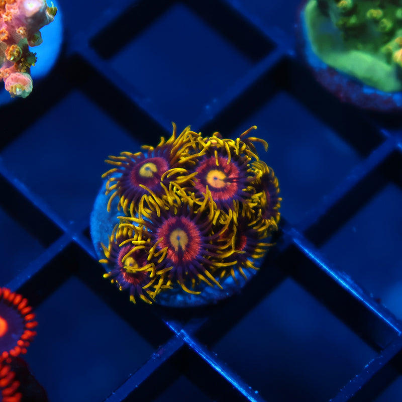 Laser Lemons