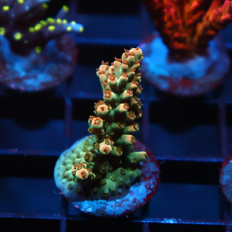 TCK Pink Polyp Shortcake