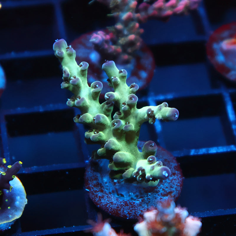 TCK Purple Tip Singapore Acro