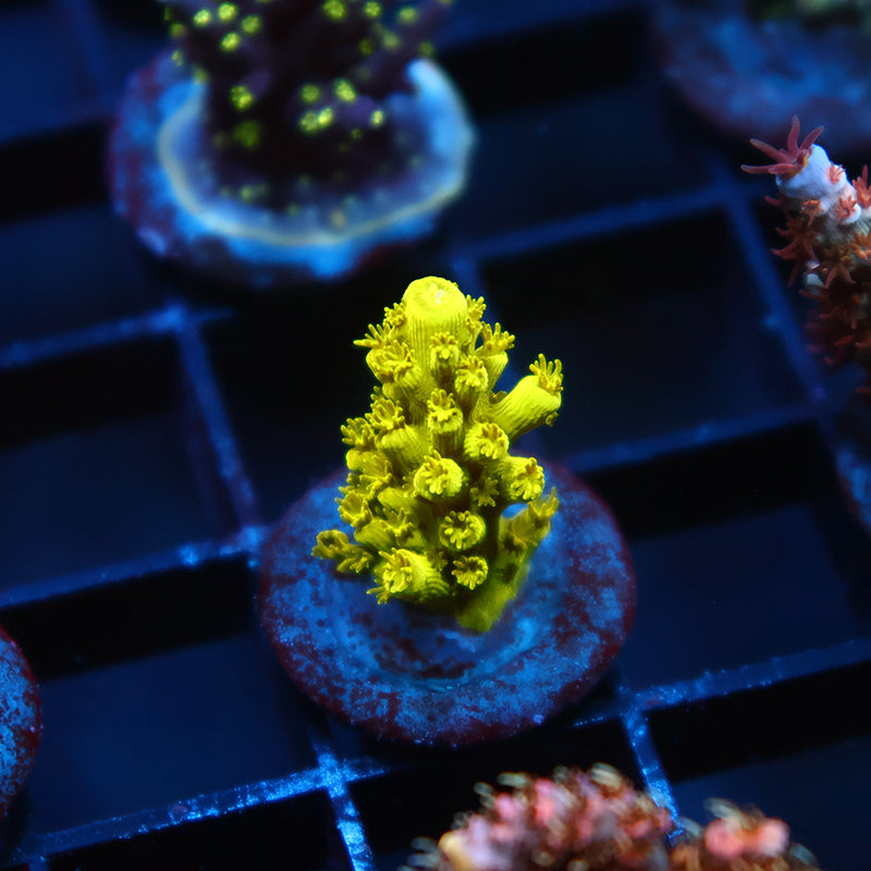 Bennett's Yellow Tort