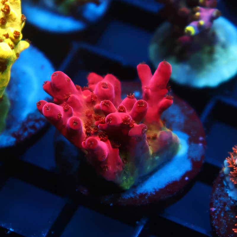 Lg TCK Fire Blossom