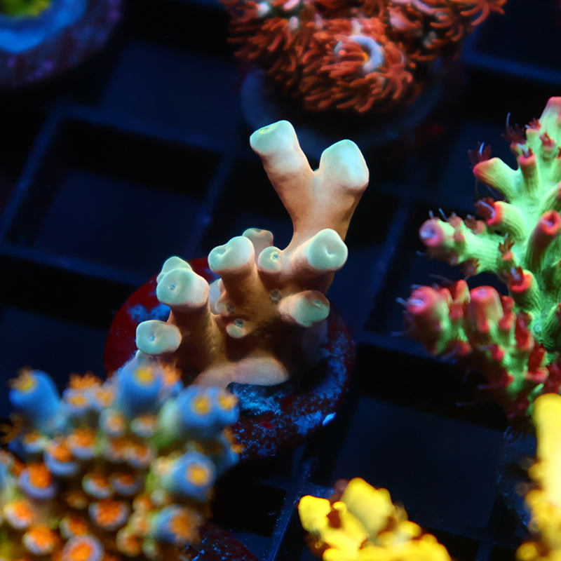 RRC Hellfire Echinata