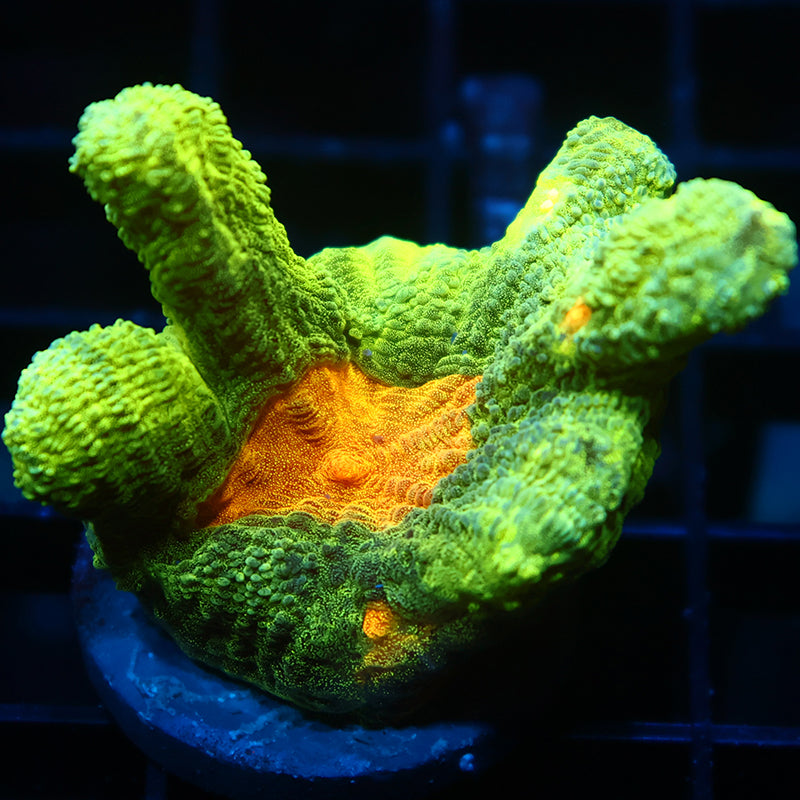 Space Invader Pectinia