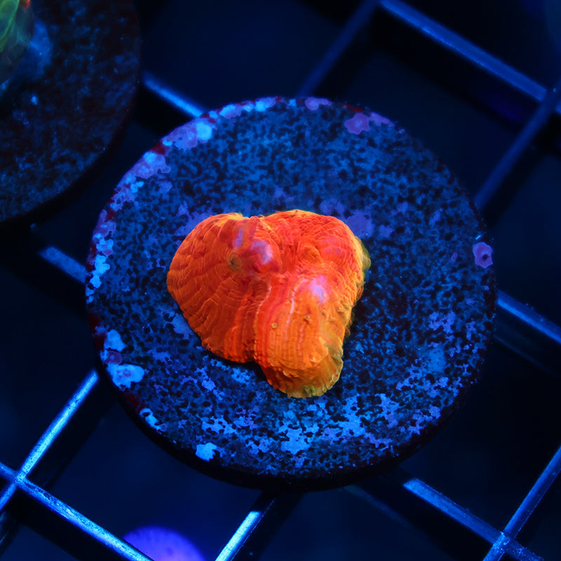WWC Diablo Diaseris