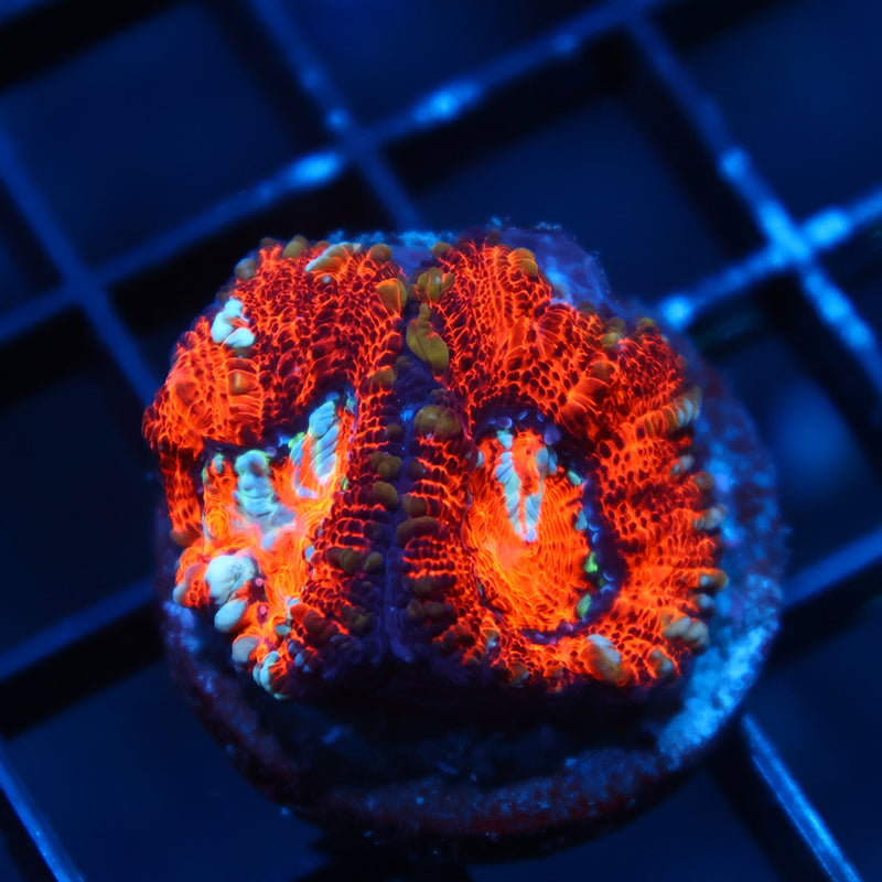 TCK OG Aquacultured Wilsoni