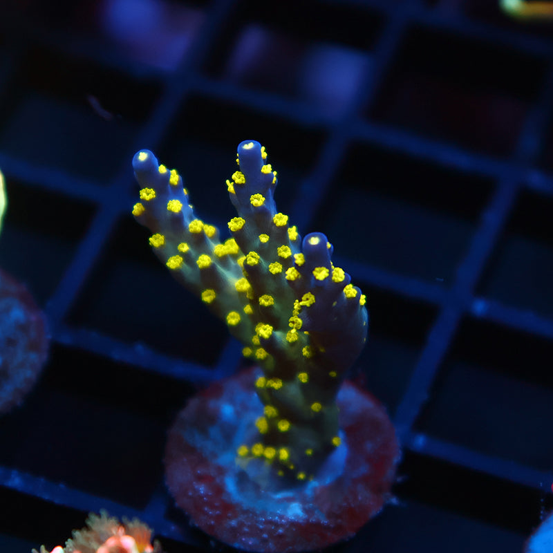 TCK Bonsai