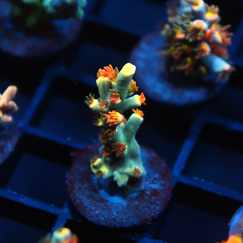 TCK Showstopper Speciosa