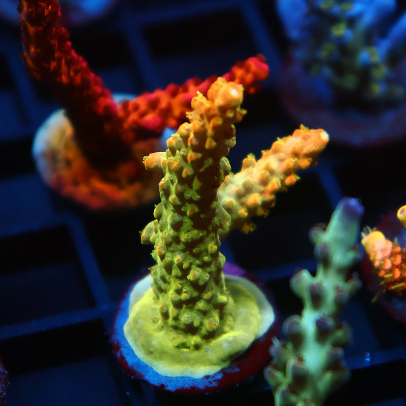 RR Rainbow Loom