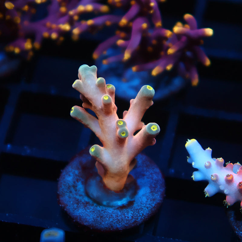 RRC Hellfire Echinata