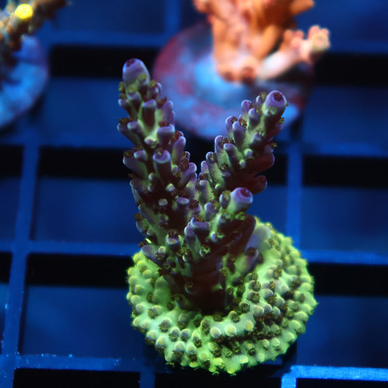 TCK Berry Nasuta