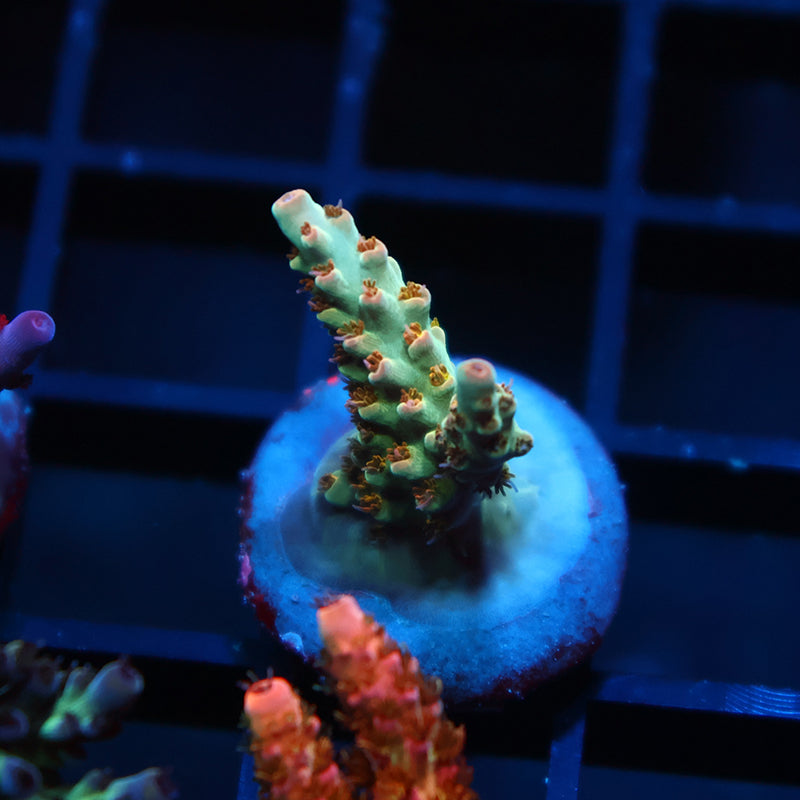 TCK Pink Polyp Shortcake