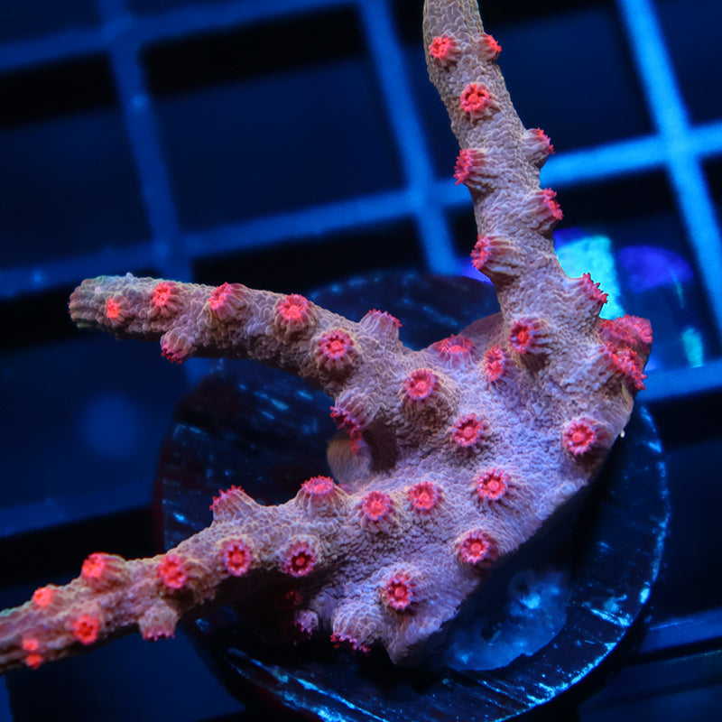 TCK Branching Pink Cyphastrea