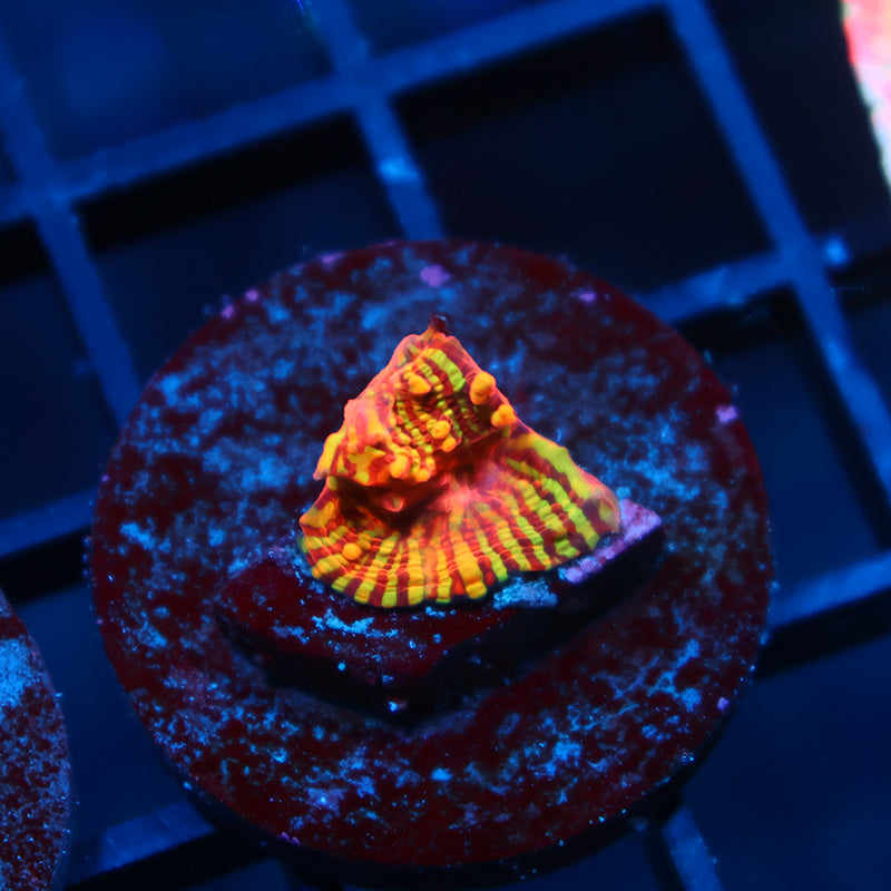 Tiny TCK Inferno Convict Chalice