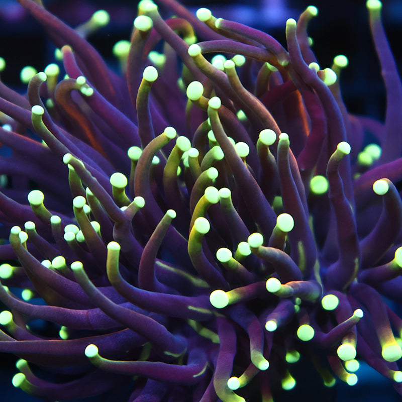 TCK Yellow Tips Indo Gold Torch