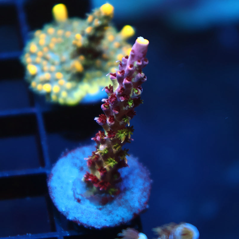 TCK Grafted Kaleidoscope