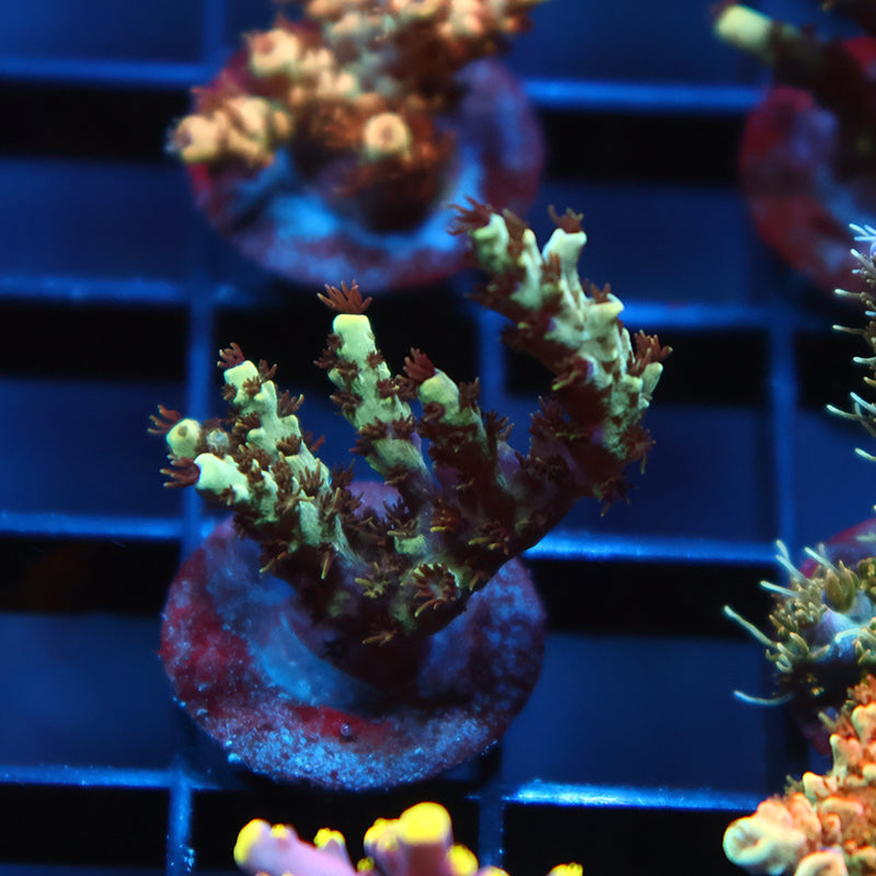 TCK Ultimate Yellow Table