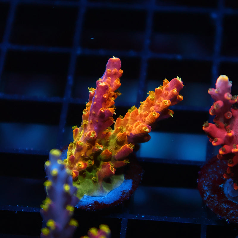 RR Rainbow Loom