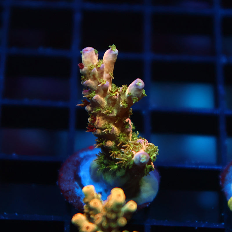 TCK Grafted Kaleidoscope