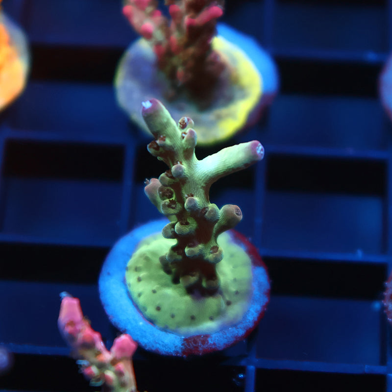 TCK Purple Tips Singapore Acro