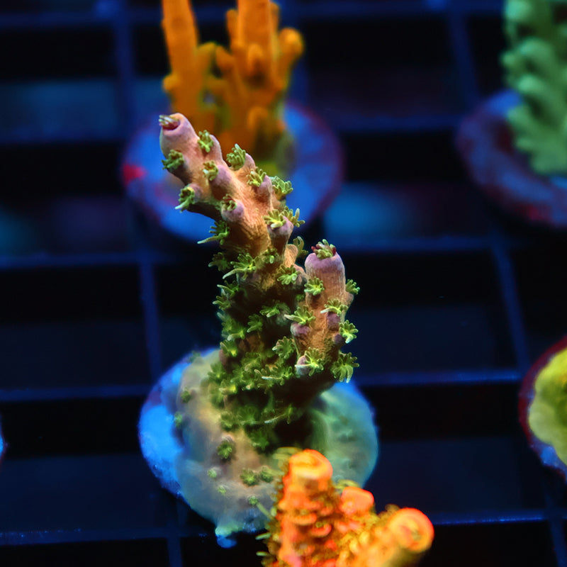 TCK Grafted Kaleidoscope