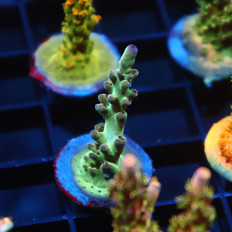 TCK Purple Tips Singapore Acro