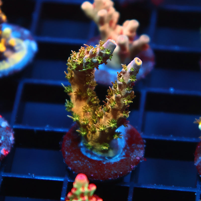 TCK Grafted Kaleidoscope