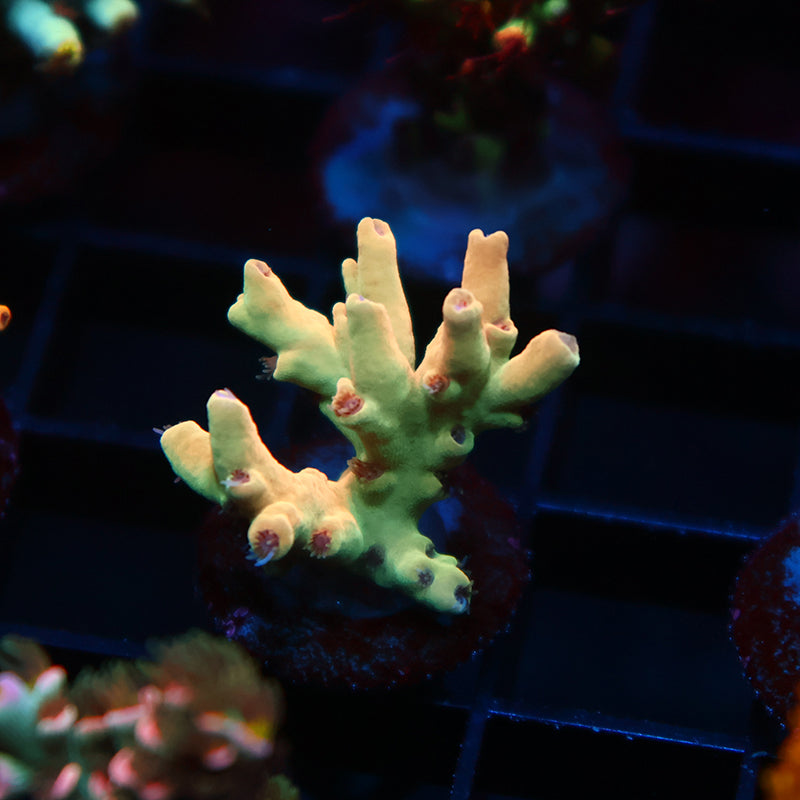 New Release TCK Afterglow Malaysia Deepwater