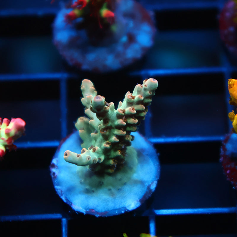 TCK Pink Polyp Shortcake