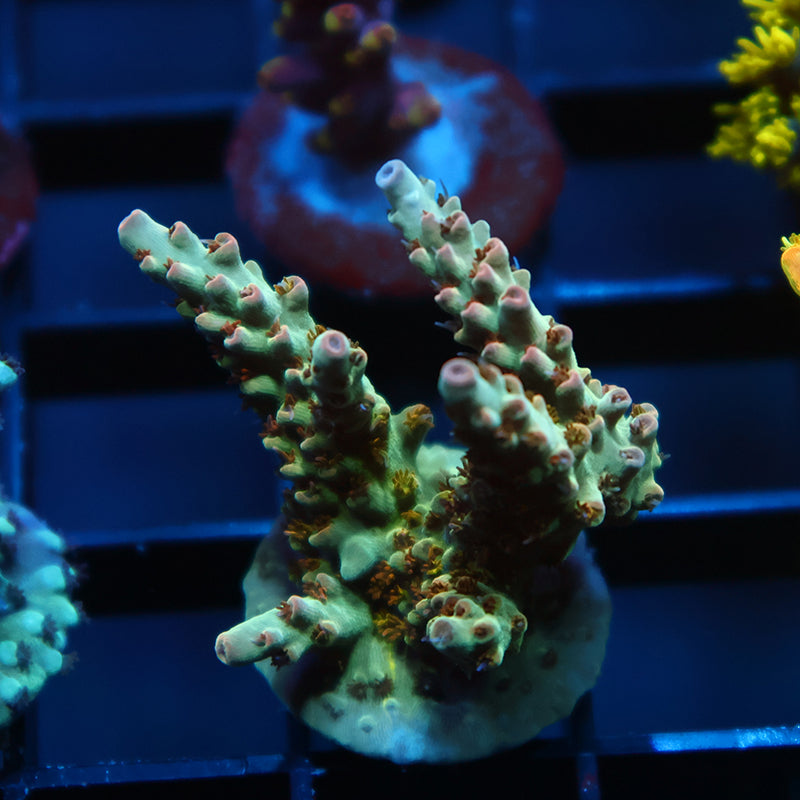 TCK Pink Polyp Shortcake