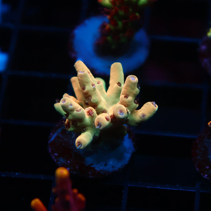 New Release TCK Afterglow Malaysia Deepwater