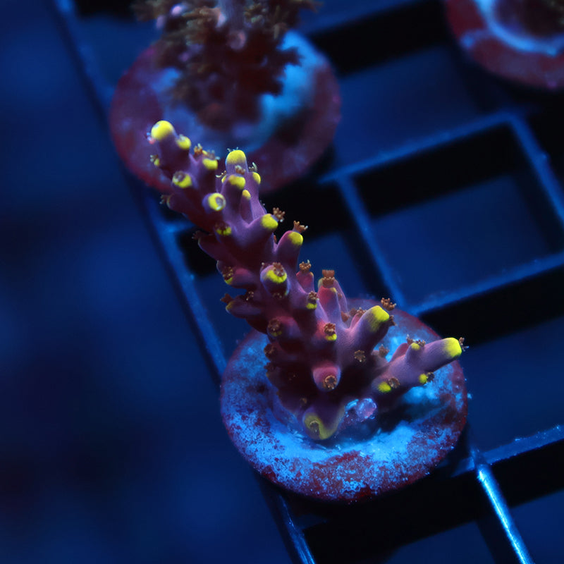 TCK New Dragon Acro